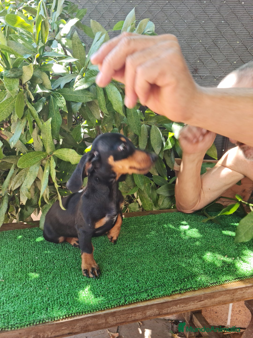 Teckel perros en venta: Teckel  canichen - Imagen 5