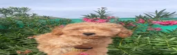 Caniche Enano perros en venta: Cachorro Caniche  - Anuncio 5