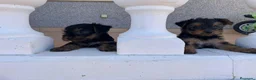 Yorkshire Terrier perros en venta: yorkshire  - Anuncio 1