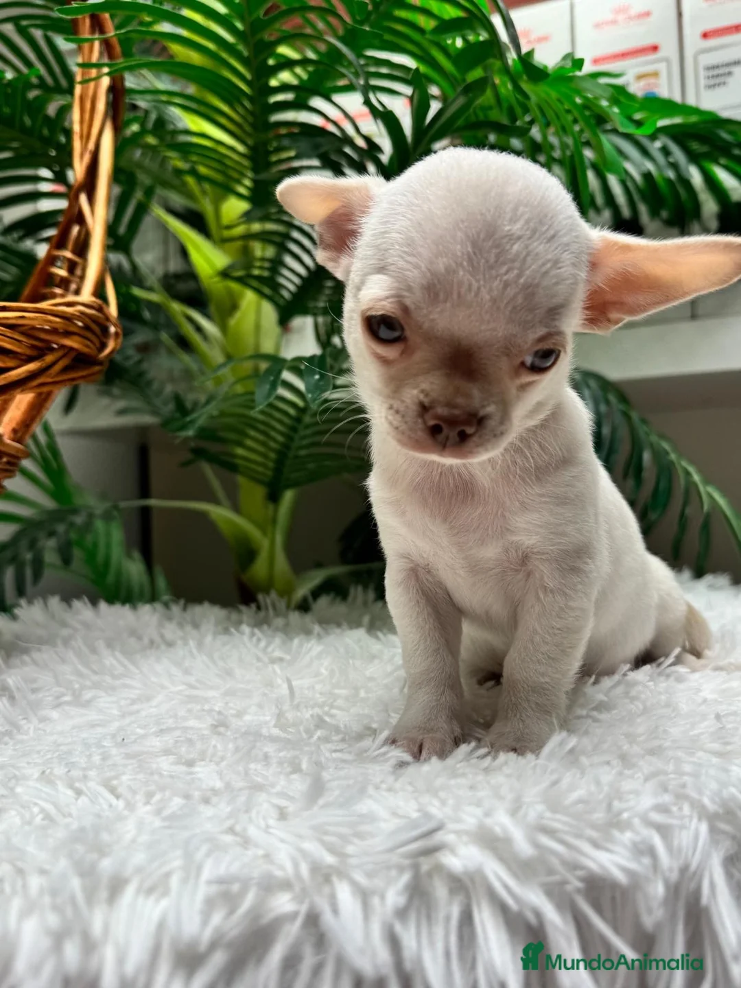 Chihuahua perros en venta: CHIHUAHUA MACHO - OJOS AZULES - Anuncio 14