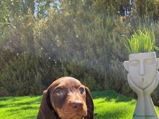 Teckel Miniatura perros CACHORROS TECKEL CHOCOLATE - Anuncio 6