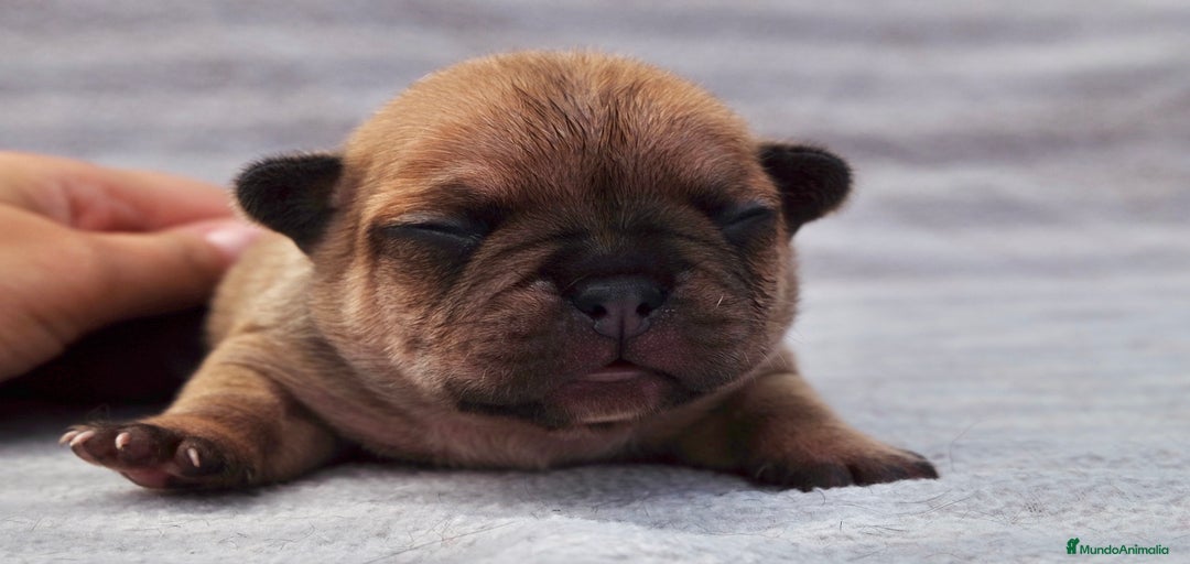 Imagen de galería {{count}}