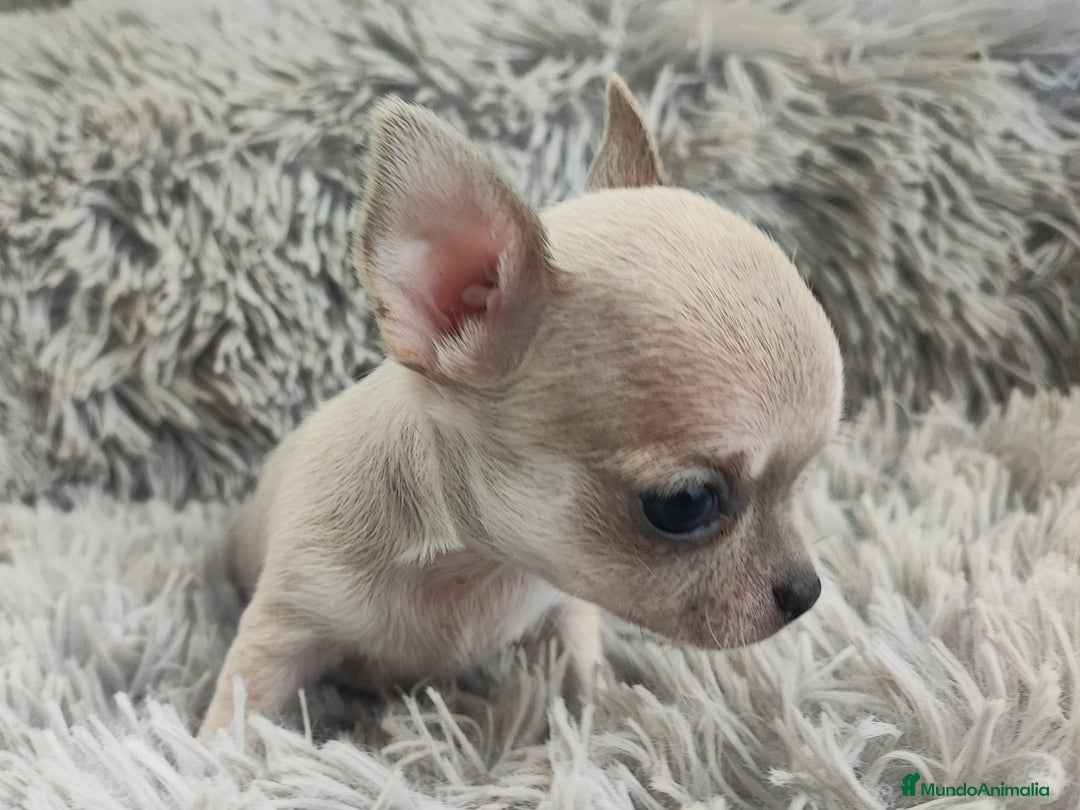 Chihuahua perros en venta: CHIHUAHUA TOY MACHO - Anuncio 2