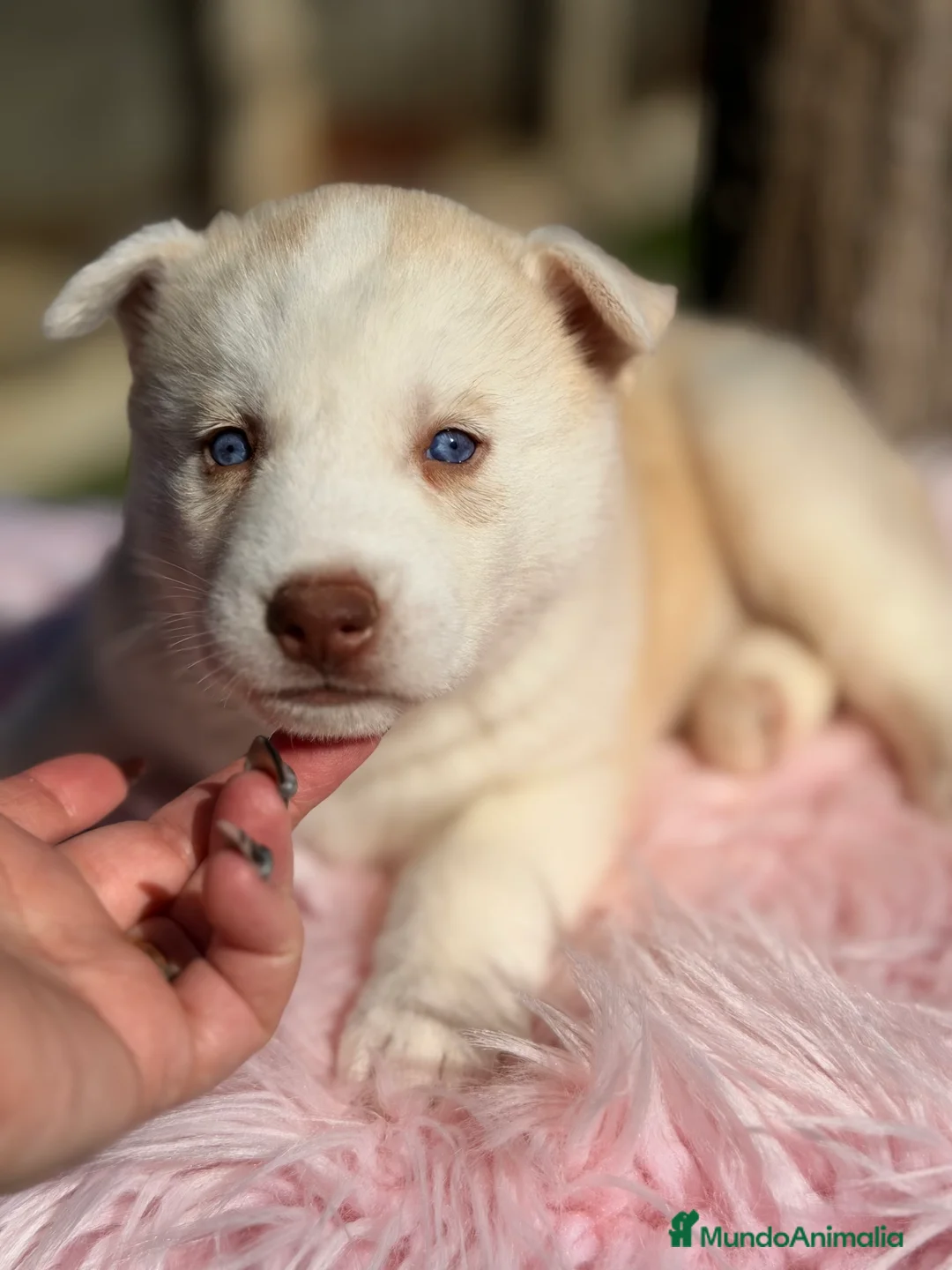 Husky Siberiano perros en venta: Husky hembra amarilla  - Anuncio 3
