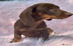 Teckel perros en venta: TECKEL HEMBRA CHOCOLATE  - Imagen 4