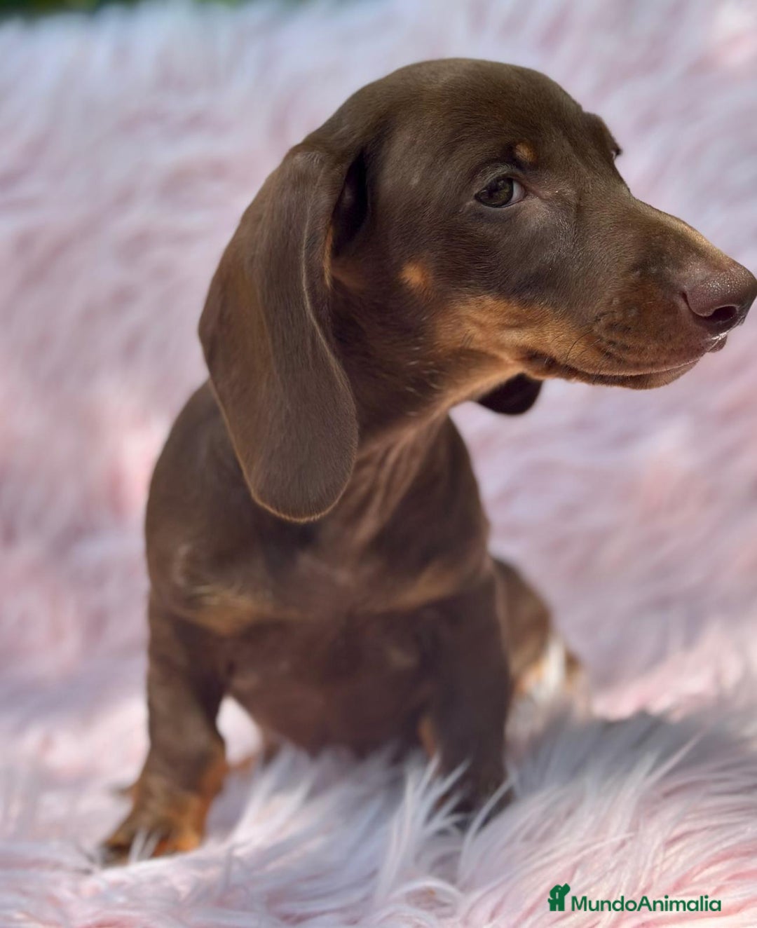 Teckel perros en venta: TECKEL HEMBRA CHOCOLATE  - Imagen 4