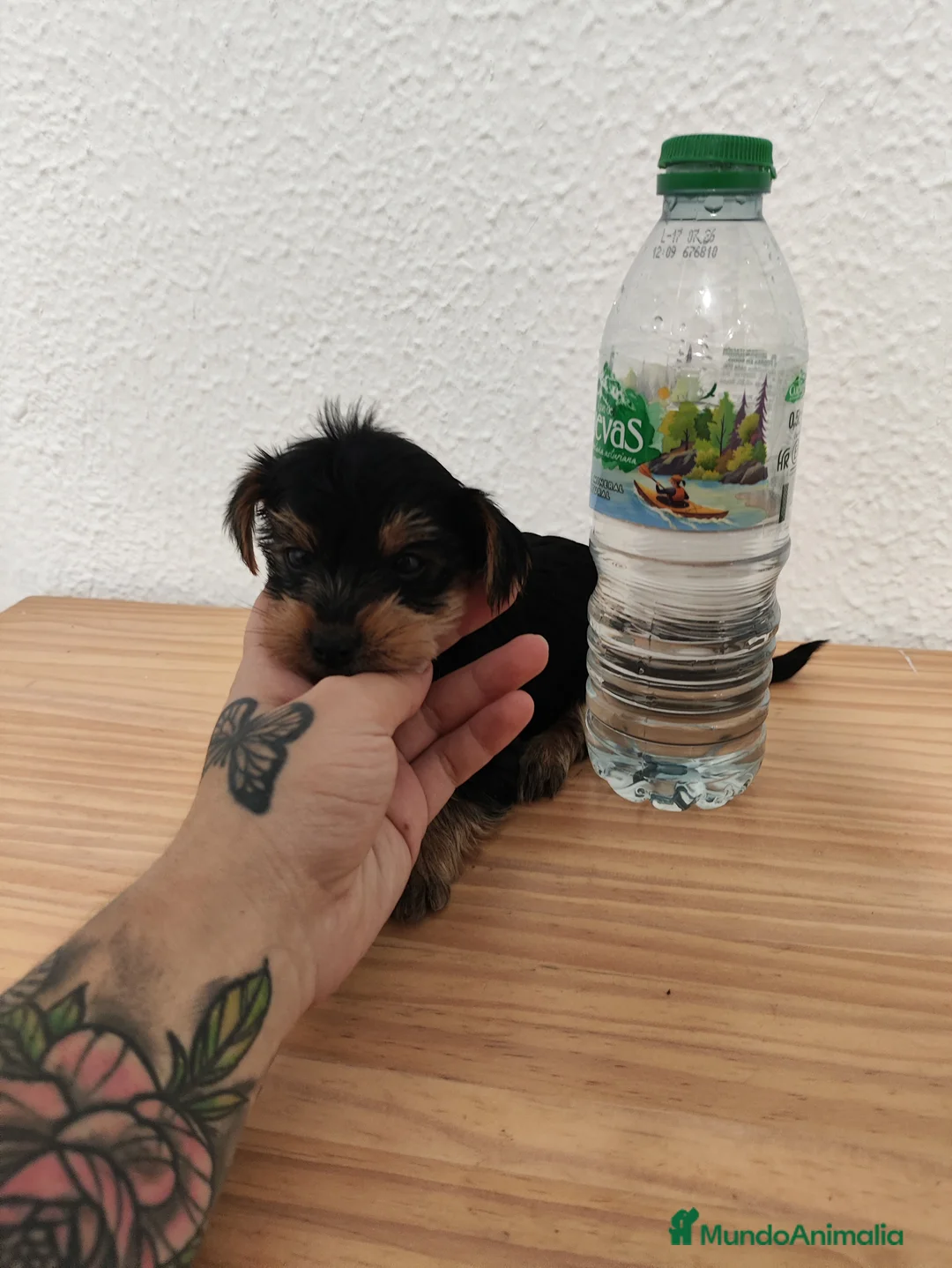 Yorkshire Terrier perros en venta: 🐾✨ PRECIOSOS CACHORROS DE YORKSHIRE TERRIER ✨🐾 en Madrid - Anuncio 2