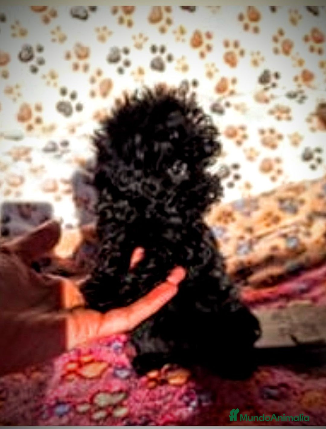 Caniche Enano perros en venta: Cachorros de Caniche Enano - Imagen 3