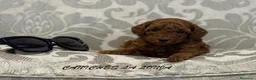 Caniche Toy perros en venta: caniche toy en Illes Balears - Anuncio 1
