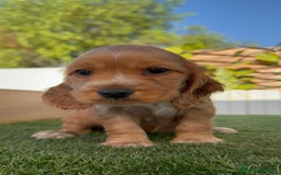 Cocker Spaniel Inglés perros en venta: COCKER SPANIEL INGLES - Imagen 14