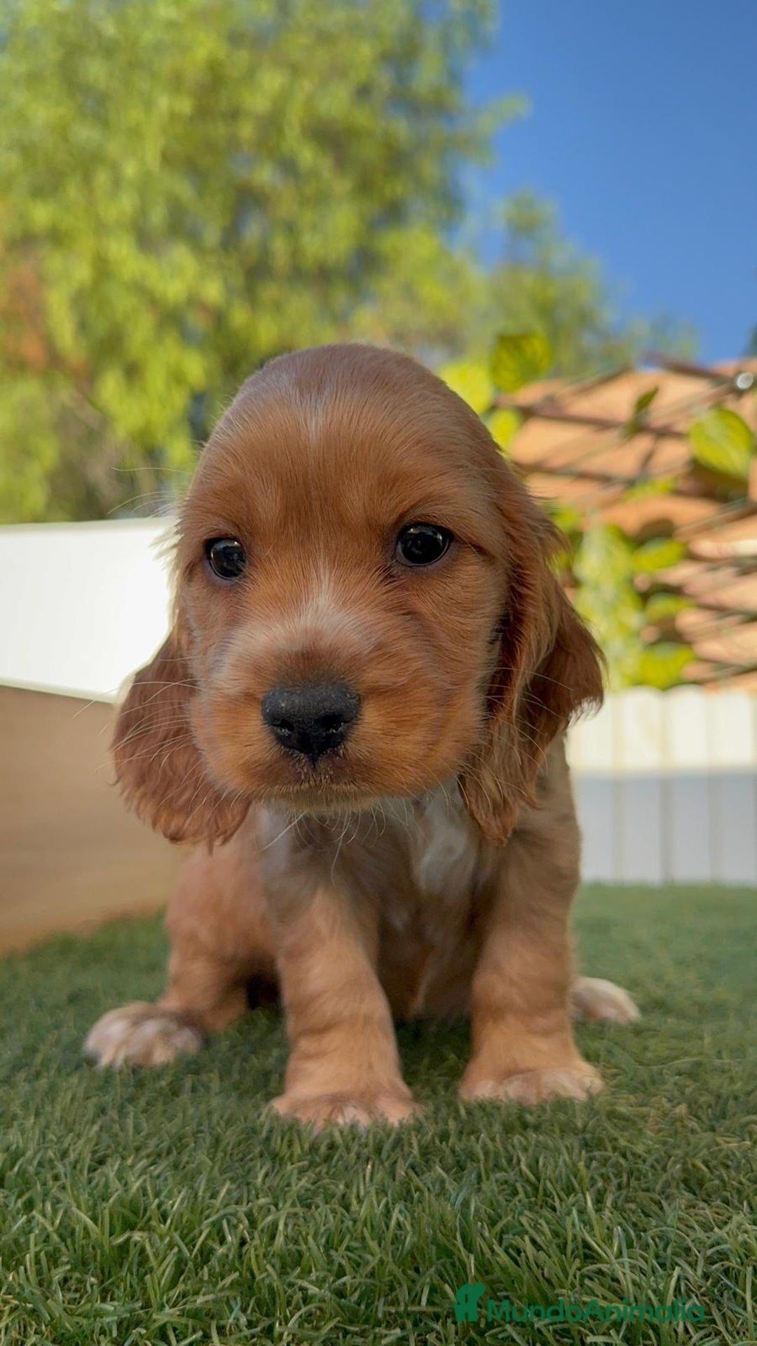 Cocker Spaniel Inglés perros en venta: COCKER SPANIEL INGLES - Imagen 14