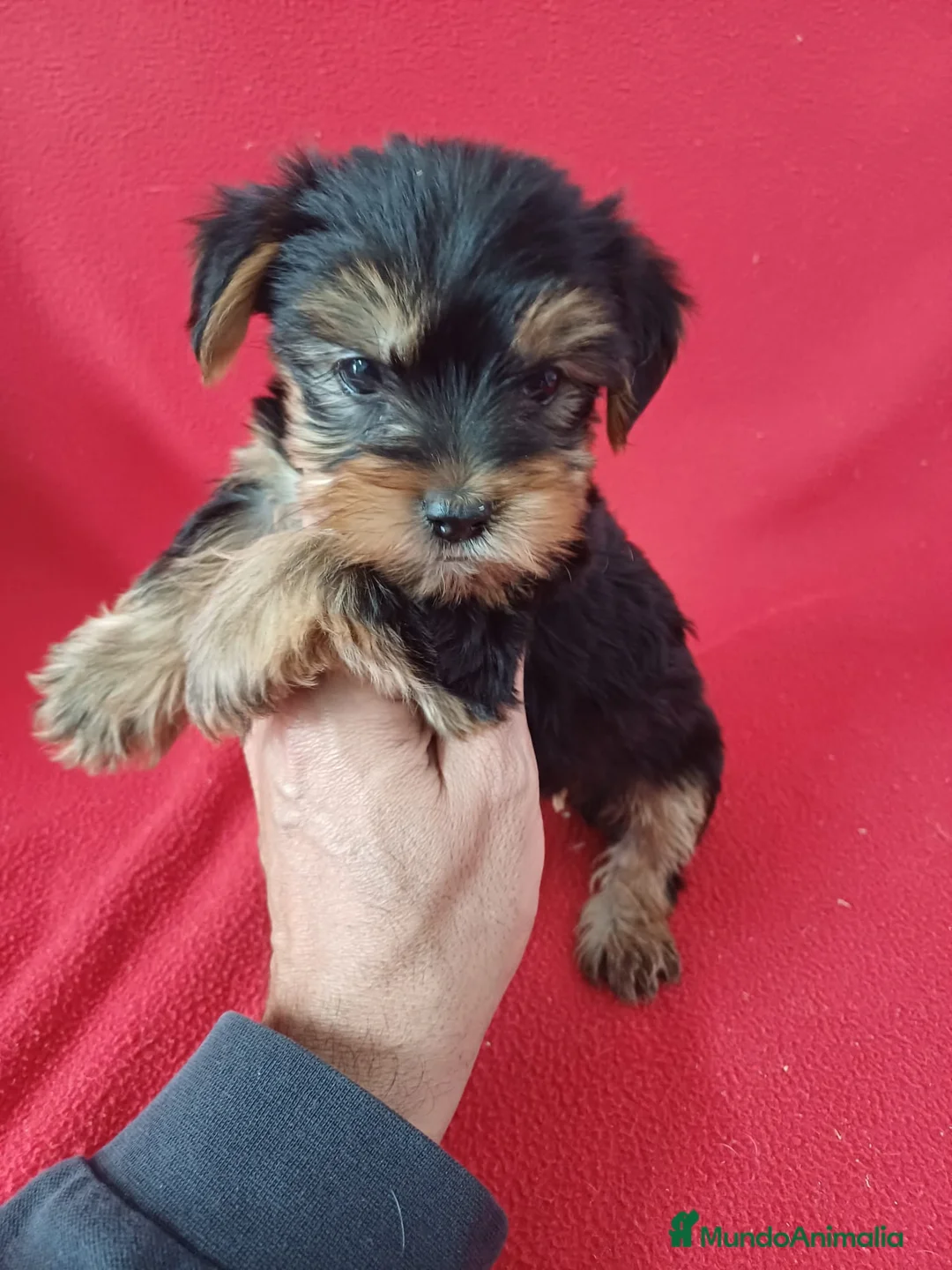 Yorkshire Terrier perros en venta: Yorkshire Terrier Standar  - Anuncio 2