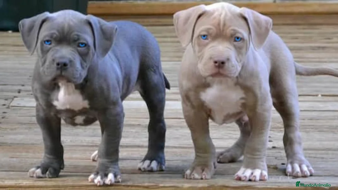 American Staffordshire-Terrier perros en venta: AMERICAN STAFFORD BLUE OJOS AZULES 631 67 03 85 en Sevilla - Anuncio 1