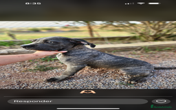 Cane Corso perros en venta: CANE CORSO HEMBRA - Imagen 2