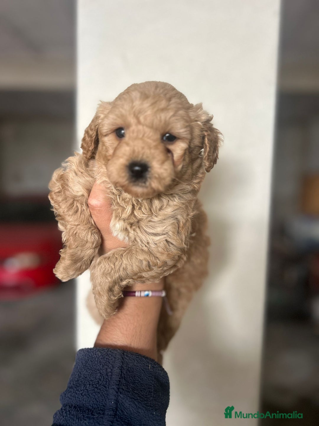 Caniche Toy perros en venta: Caniche toy  - Anuncio 4