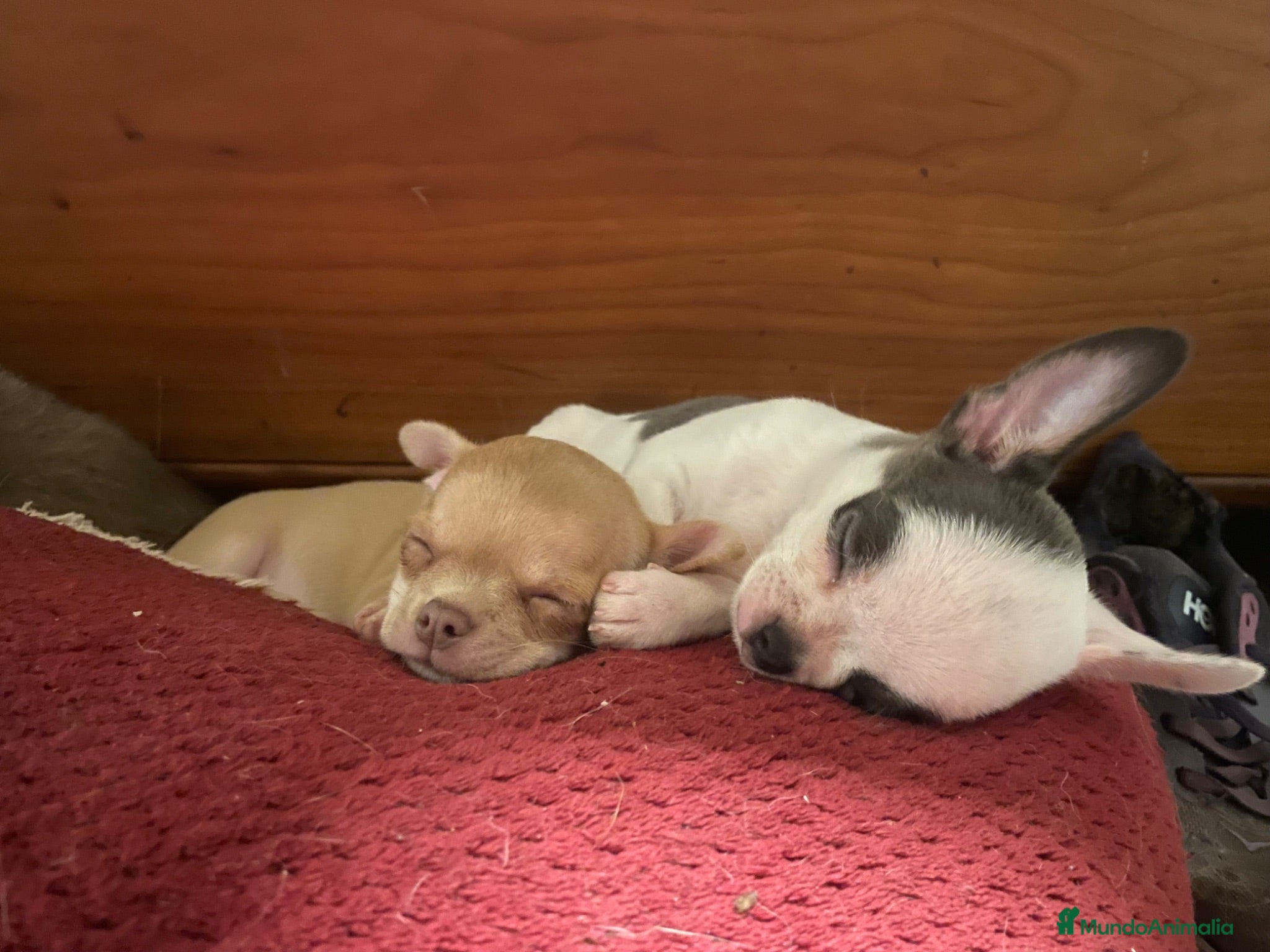 Chihuahua perros Chihuahuas - Anuncio 2