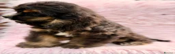 Cocker Spaniel Americano perros en venta:  Cocker americano hembra  - Anuncio 4