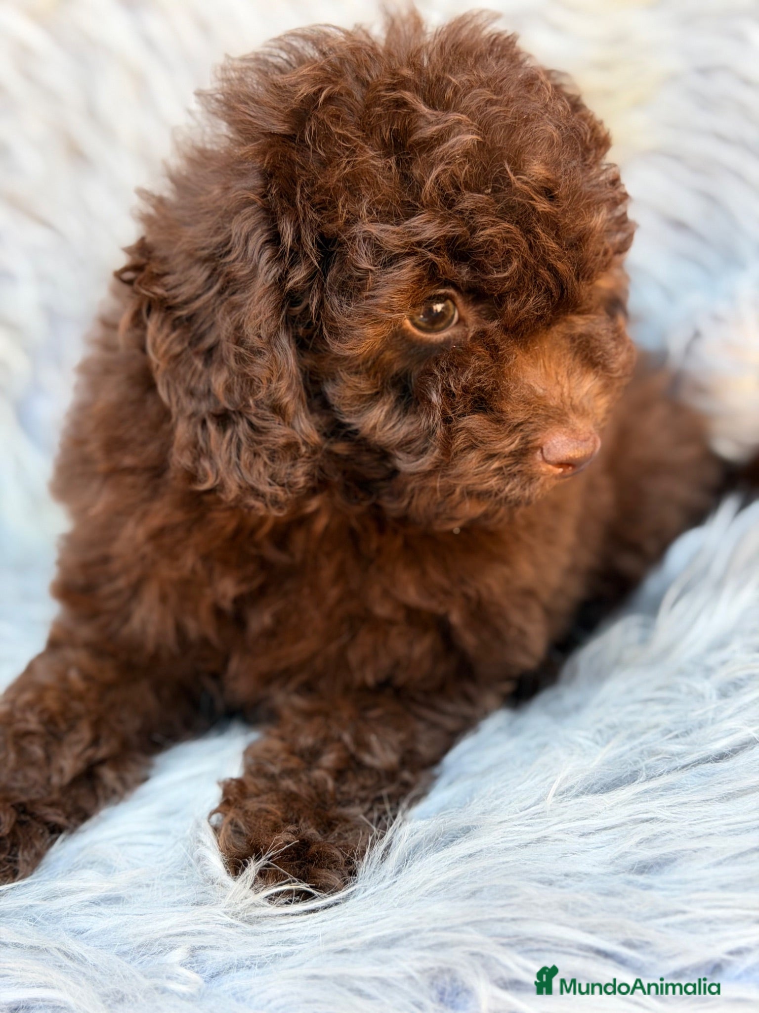 Maltipoo perros Maltipoo F1B chocolate  - Anuncio 1
