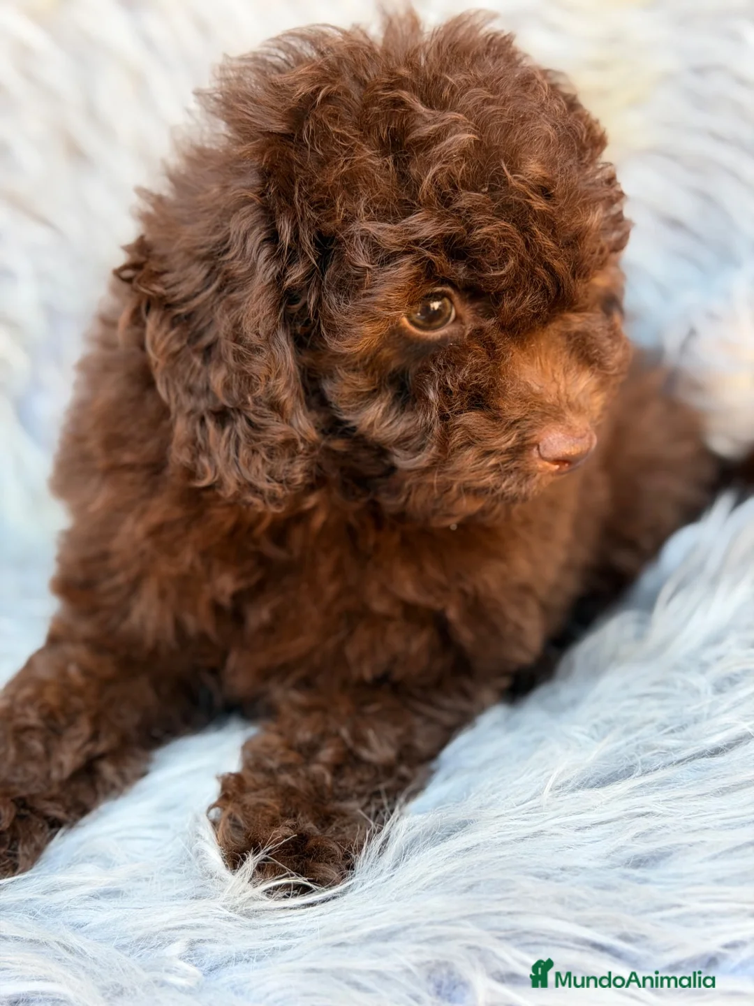 Maltipoo perros en venta: Maltipoo F1B chocolate  - Anuncio 1