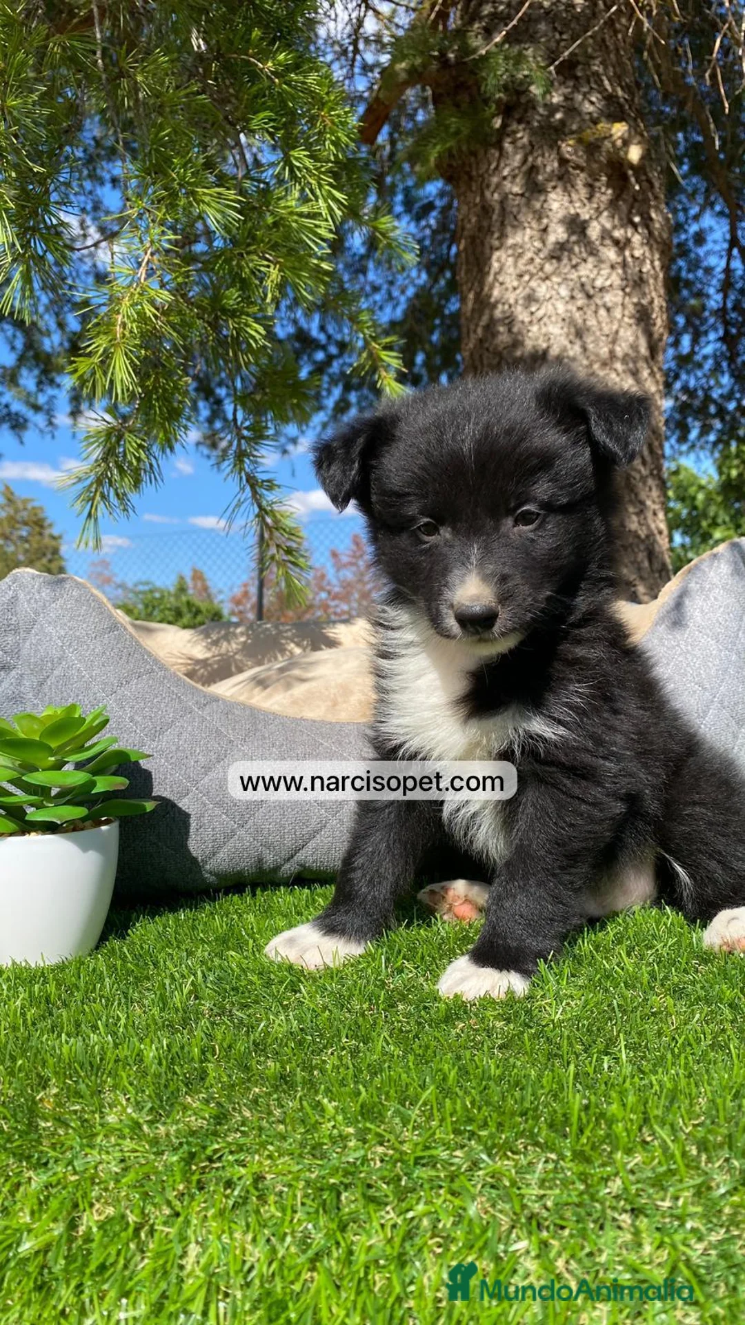 Border Collie perros en venta: BORDER COLLIE MACHOS - Anuncio 2