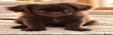 Dinki