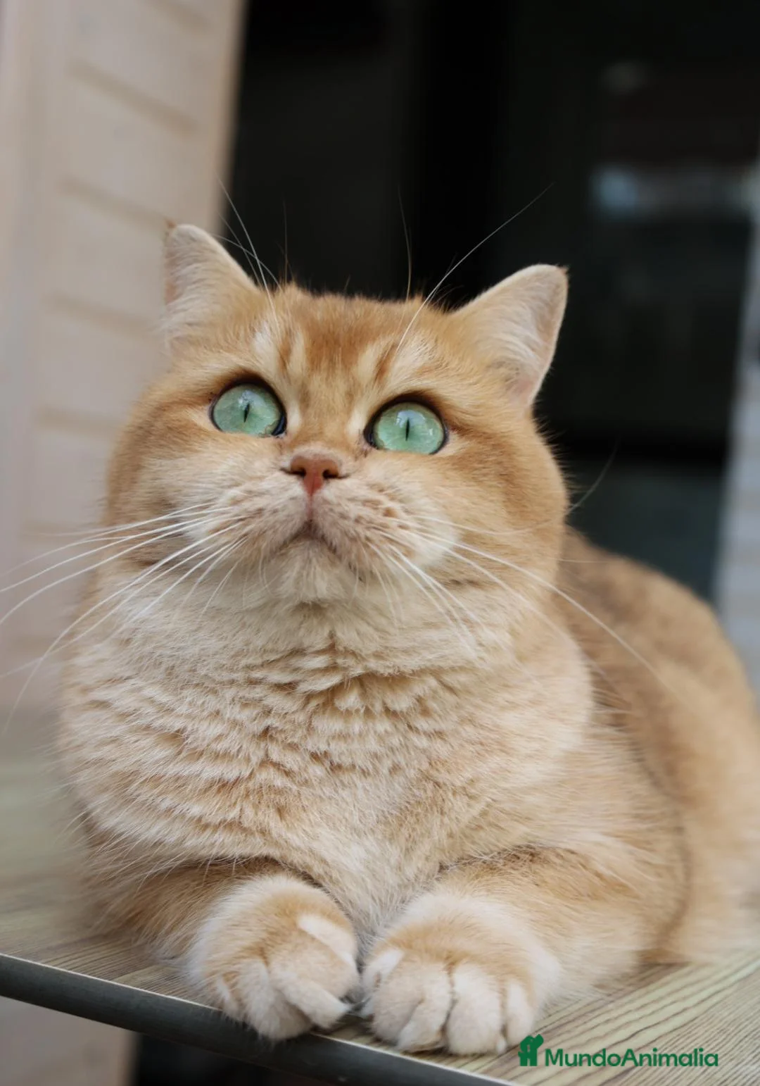 Británico de Pelo Corto gatos en venta: British shorthair - Anuncio 3