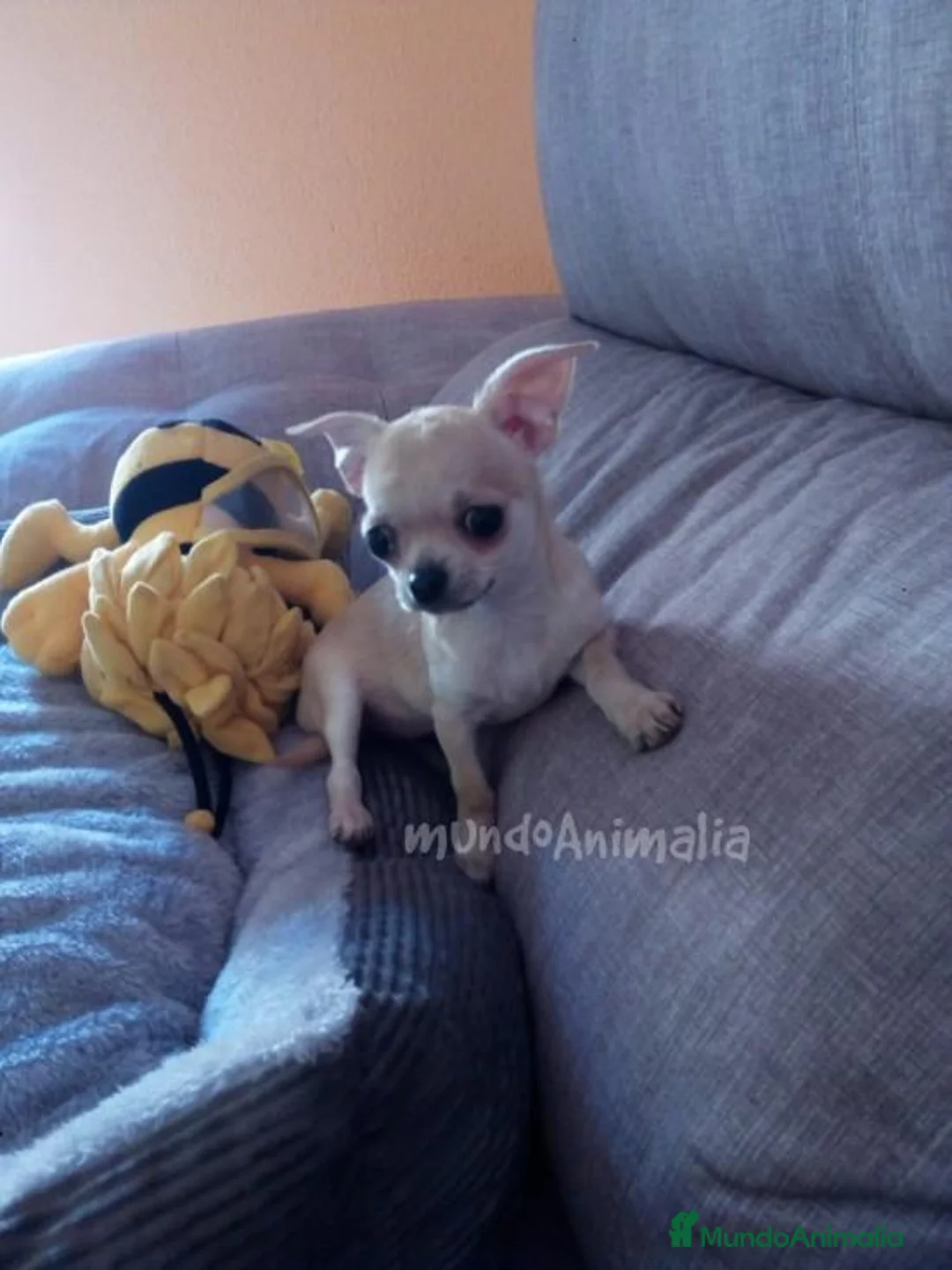 Imagen de galería {{count}}