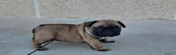 Bulldog Francés perros en venta: Cachorros Bulldog Frances - Anuncio 4