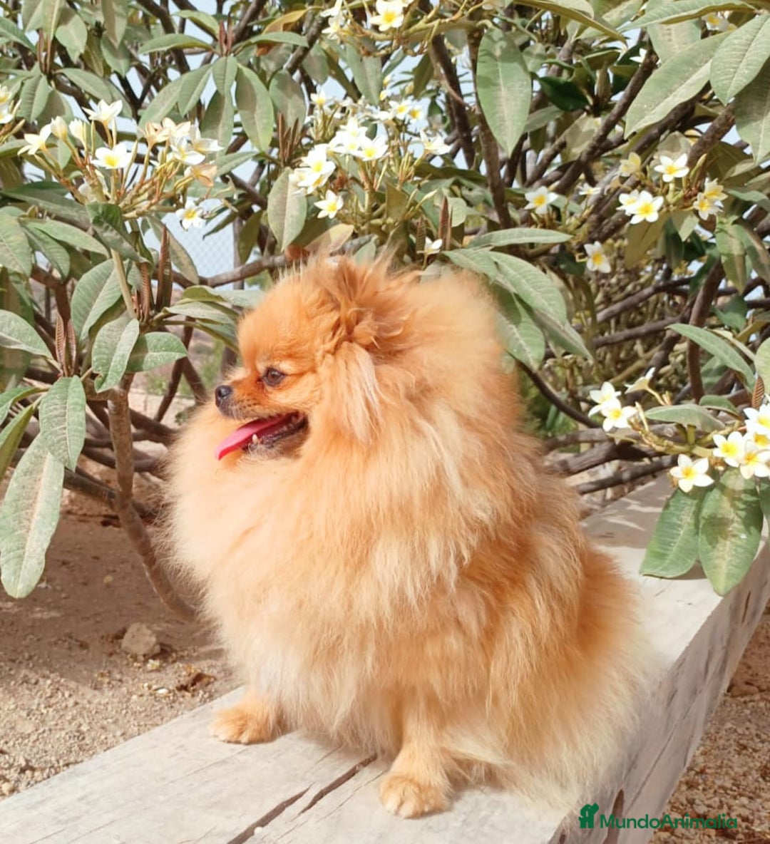 Pomerania perros en venta: Camada de pomerania nano - Imagen 2