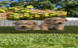 Maltipoo perros en venta: MALTIPOO MACHO - Imagen 8