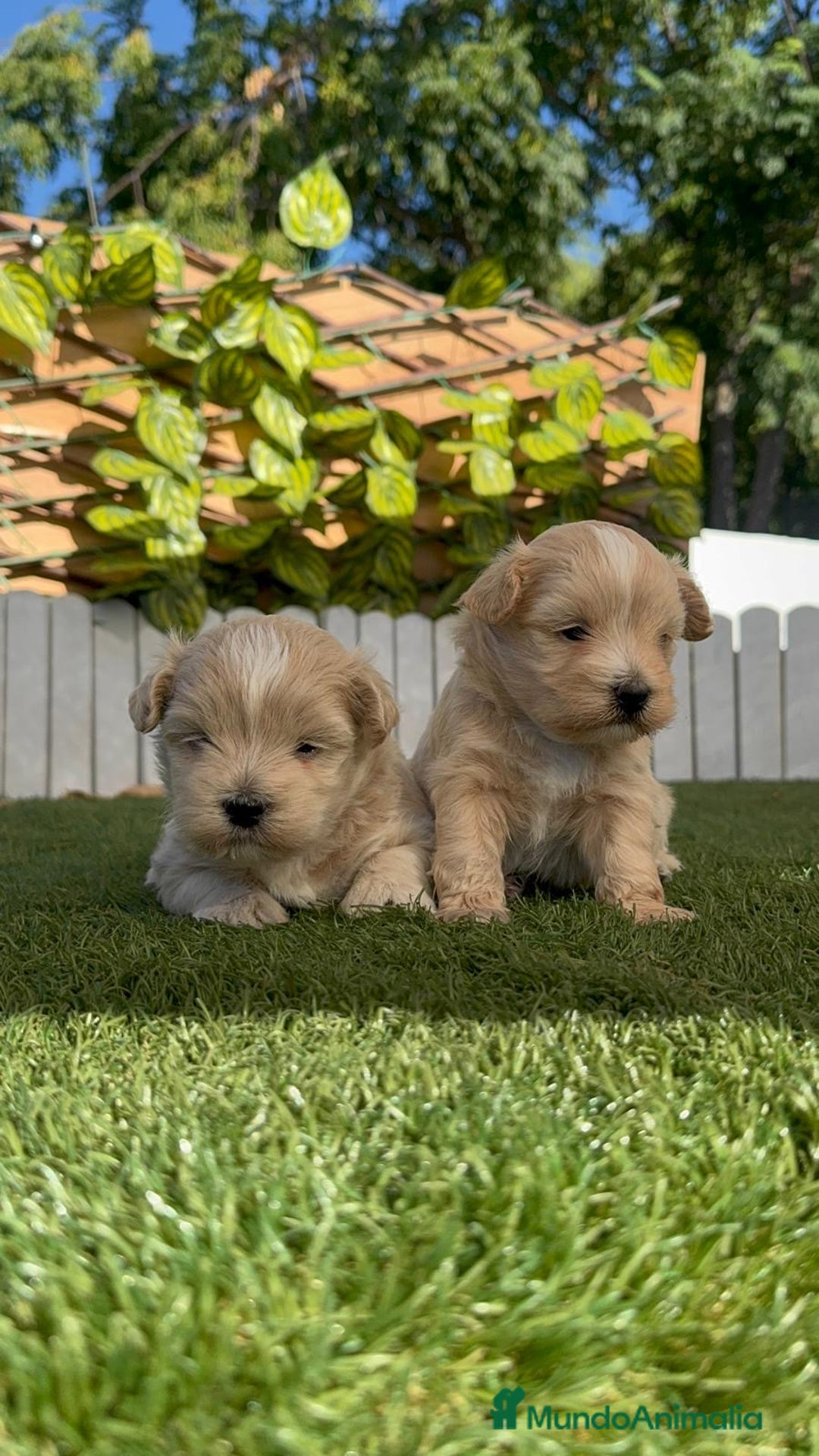 Maltipoo perros en venta: MALTIPOO MACHO - Imagen 8