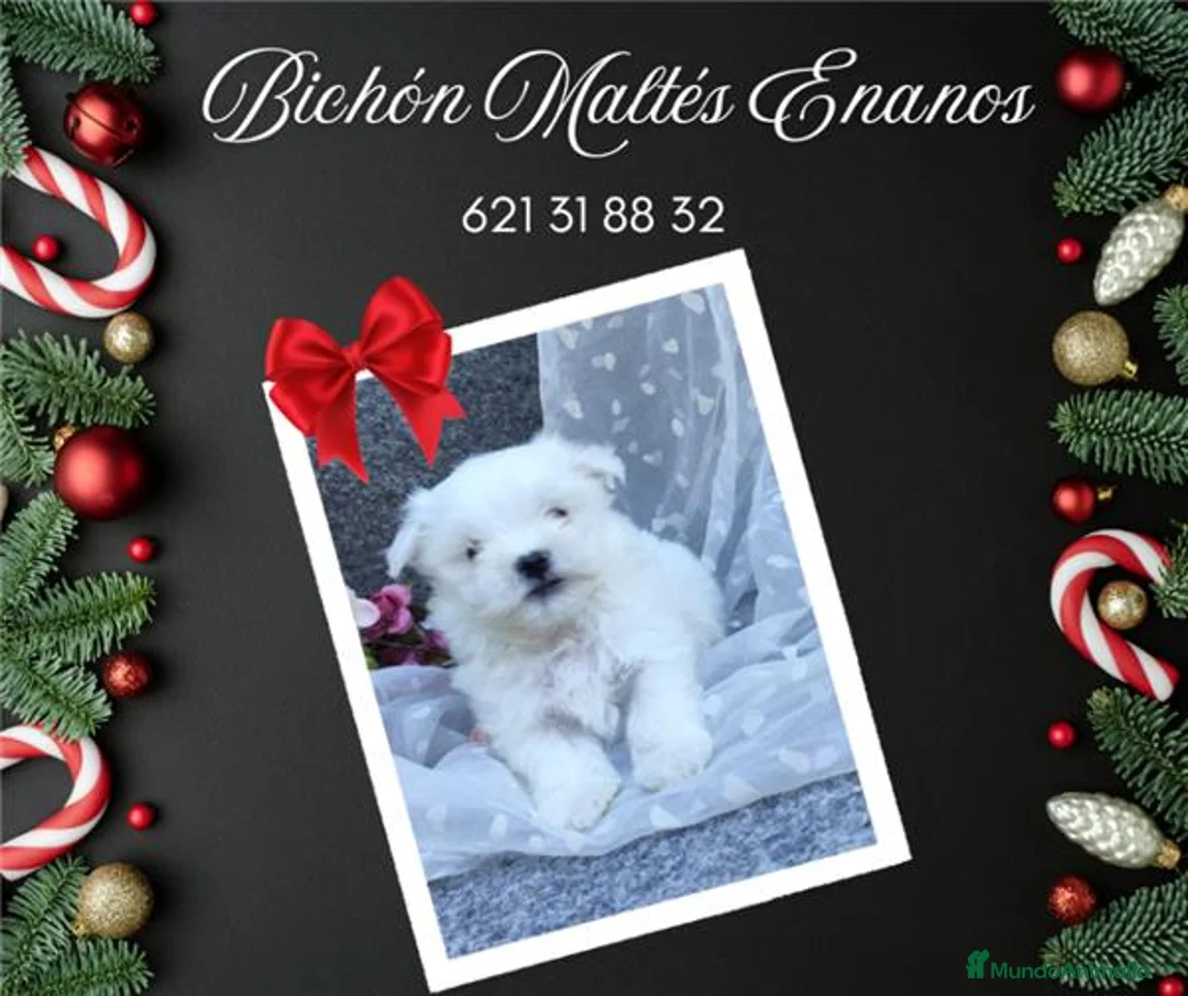 Bichón Maltés perros en venta:  PRECIOSOS CACHORRITO DE BICHON MALTES  - Anuncio 2