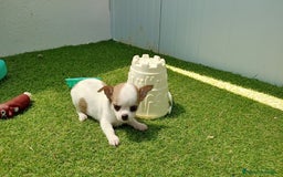Chihuahua perros en venta: Chihuahuas - Imagen 3