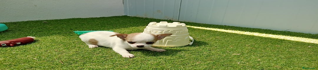 Chihuahua Cachorro 3