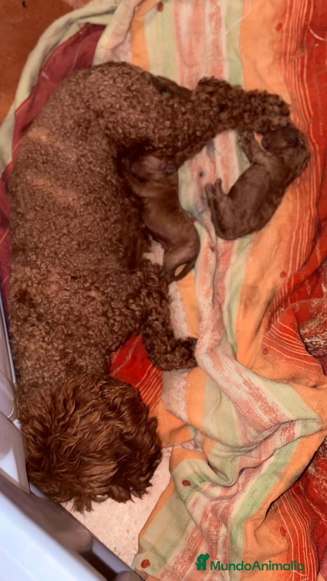 Caniche Toy perros en venta: Caniche toy  - Anuncio 3