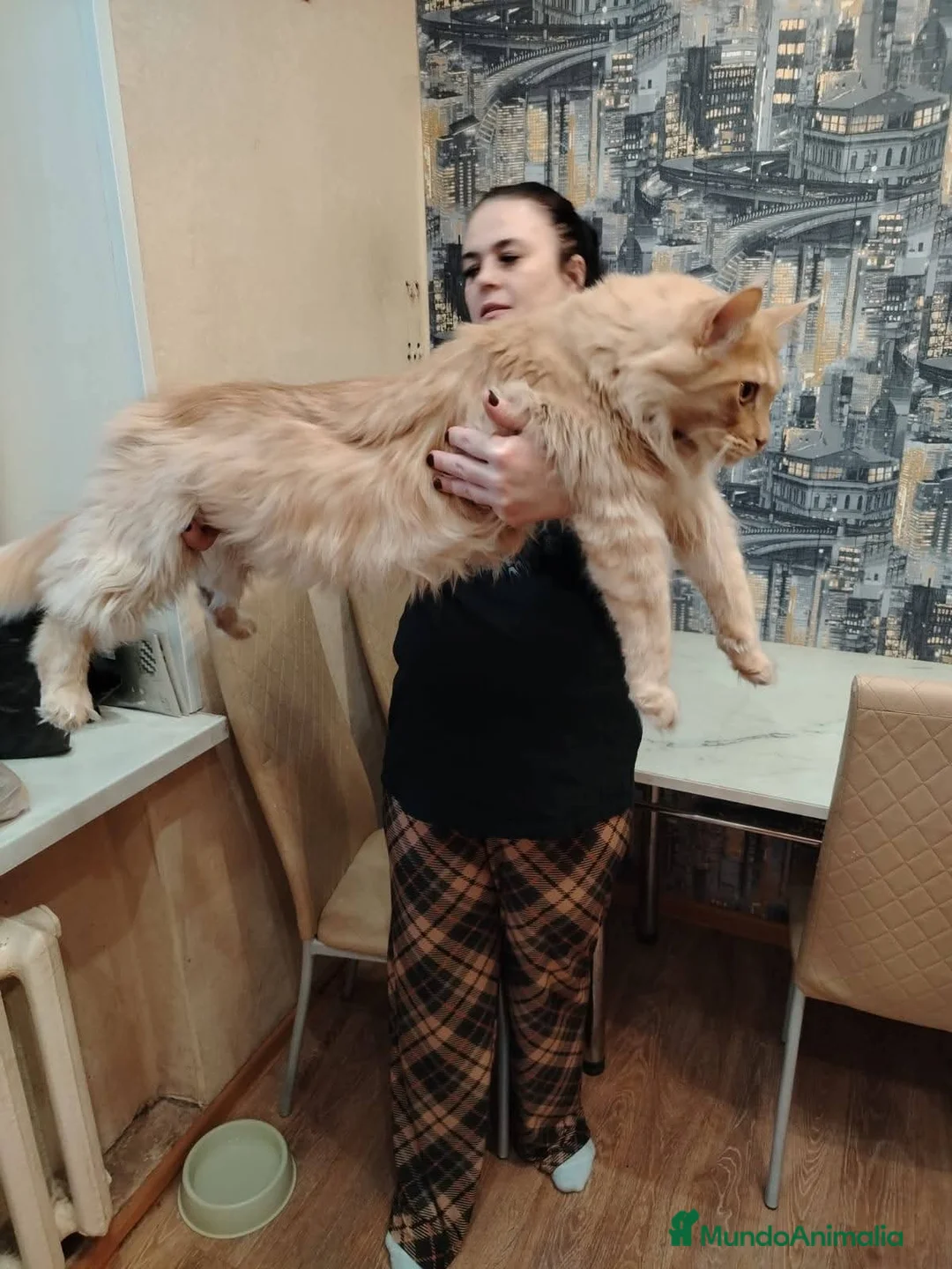 Maine Coon gatos en venta: Maine Coon - Anuncio 11