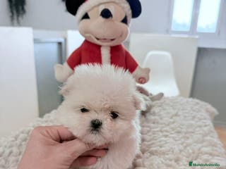 Bichón Maltés perros Bichón maltes mini - Anuncio 7