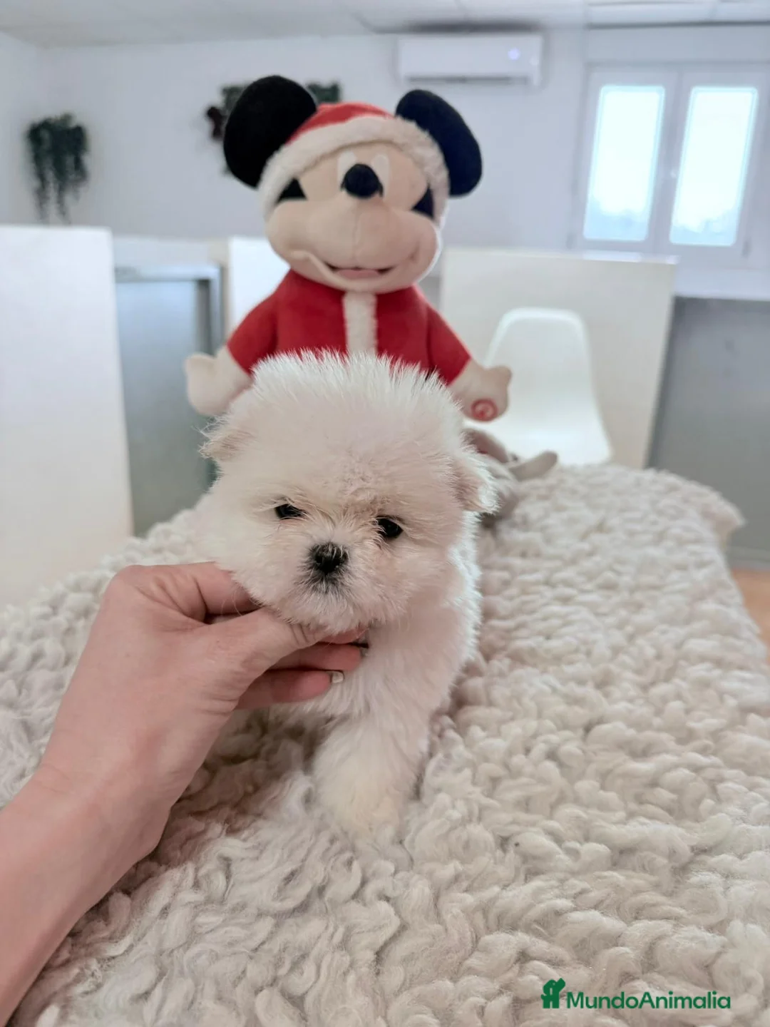 Bichón Maltés perros en venta: Bichón maltes mini - Anuncio 1