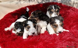 Fox Terrier de Pelo Duro perros en venta: Bebes Foxterrier  - Imagen 1