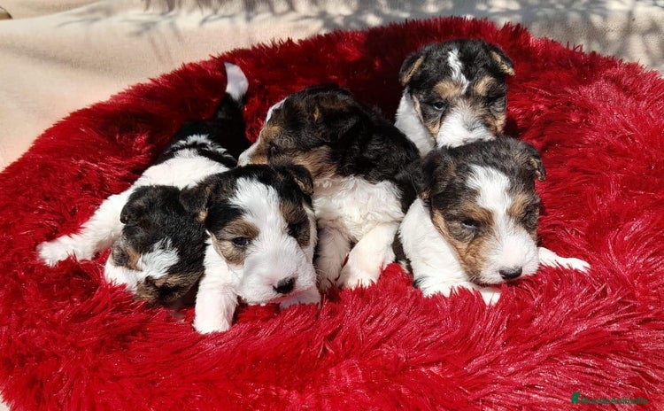 Fox Terrier de Pelo Duro perros - Propaganda 10
