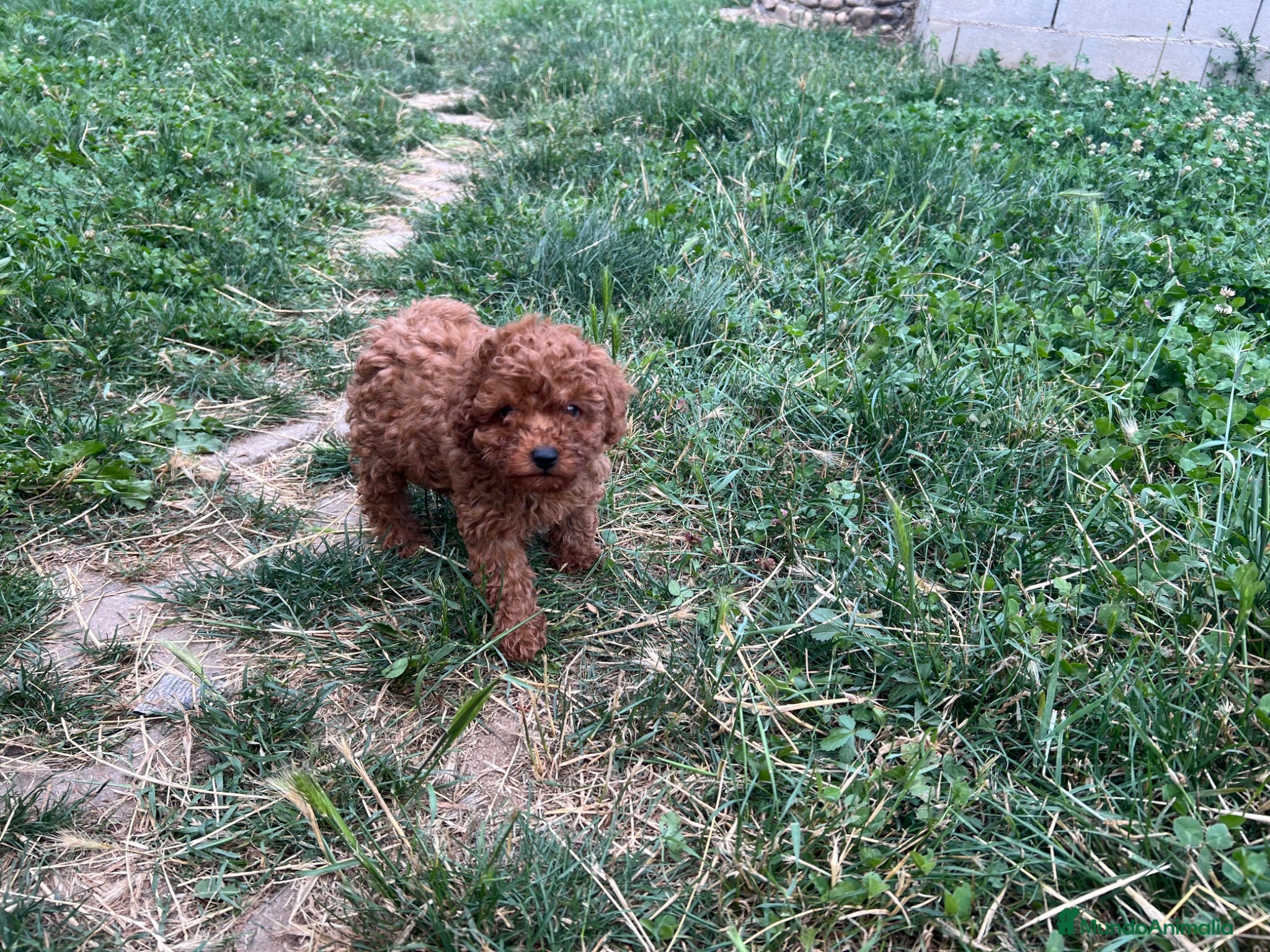 Caniche Toy perros Caniche Toy rojo  - Anuncio 1
