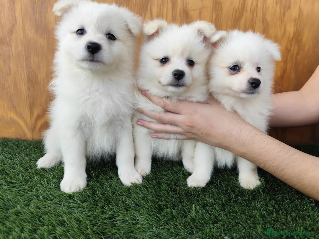 Raza Mixta perros en venta: Borderpom o mini bordercollie  - Anuncio 2