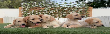 Labrador Retriever 3