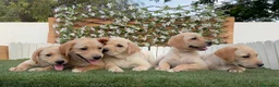 Labrador Retriever perros en venta: LABRADOR RETRIEVER - Anuncio 3