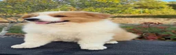 Pastor Australiano perros en venta:  Bahia de Txingudi Pastor Australiano  - Anuncio 26