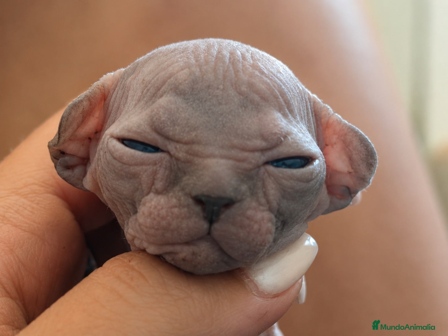 Sphynx gatos Sphynx  - Anuncio 1