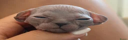 Sphynx gatos en venta: Sphynx  - Anuncio 1