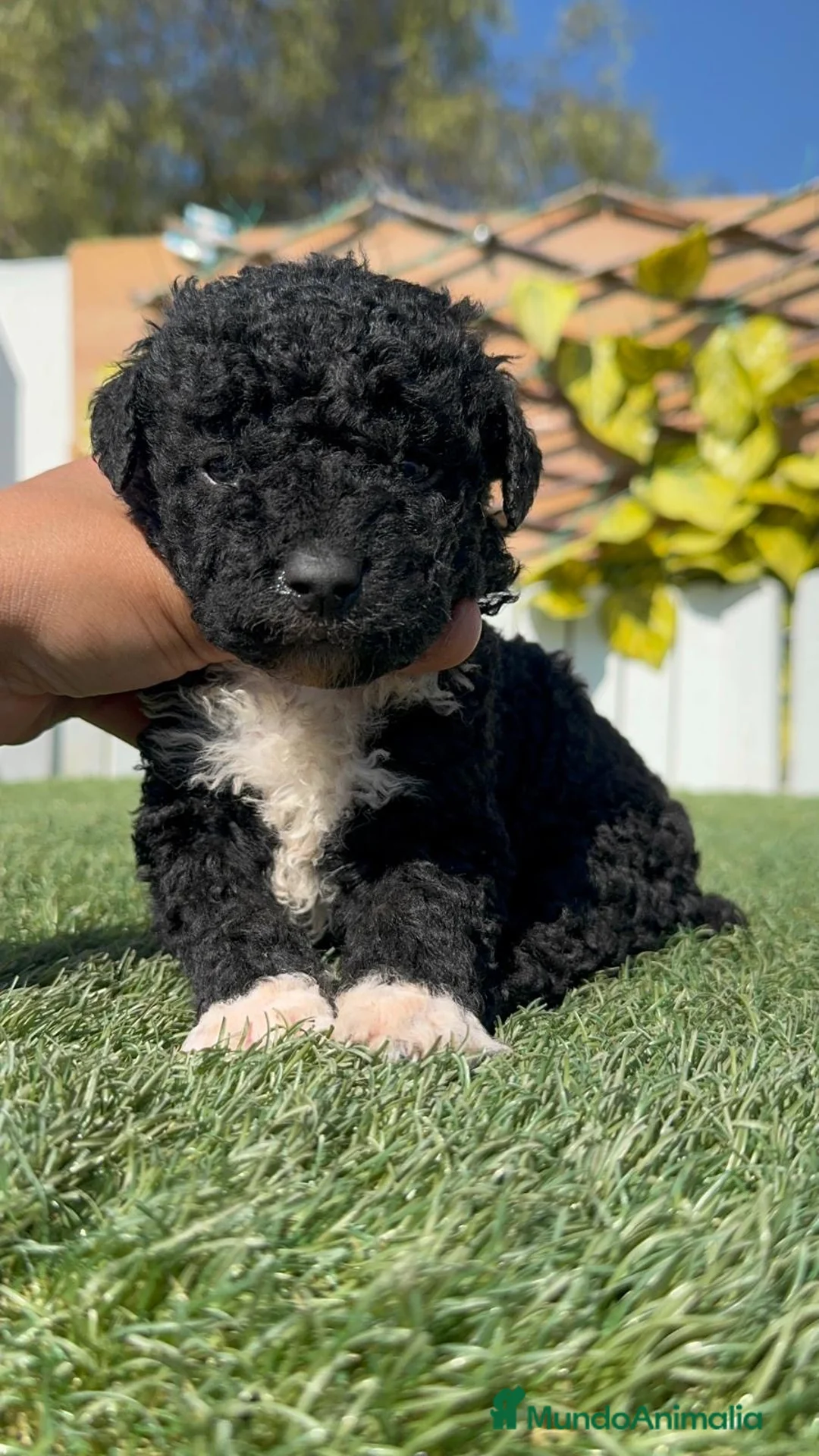 Perro de Agua Español perros en venta: PERRO DE AGUA  - Anuncio 2