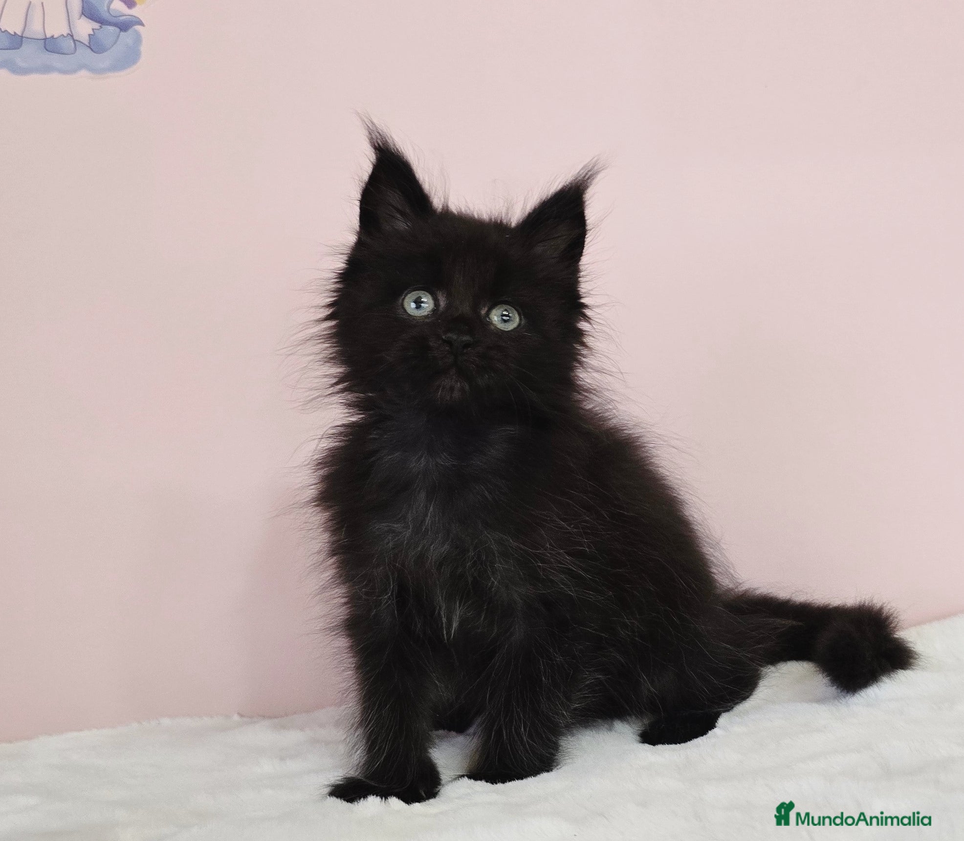 Maine Coon gatos Gatita Maine Coon hembra - Anuncio 1