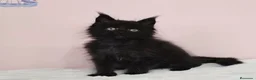 Maine Coon gatos en venta: Gatita Maine Coon hembra - Anuncio 1
